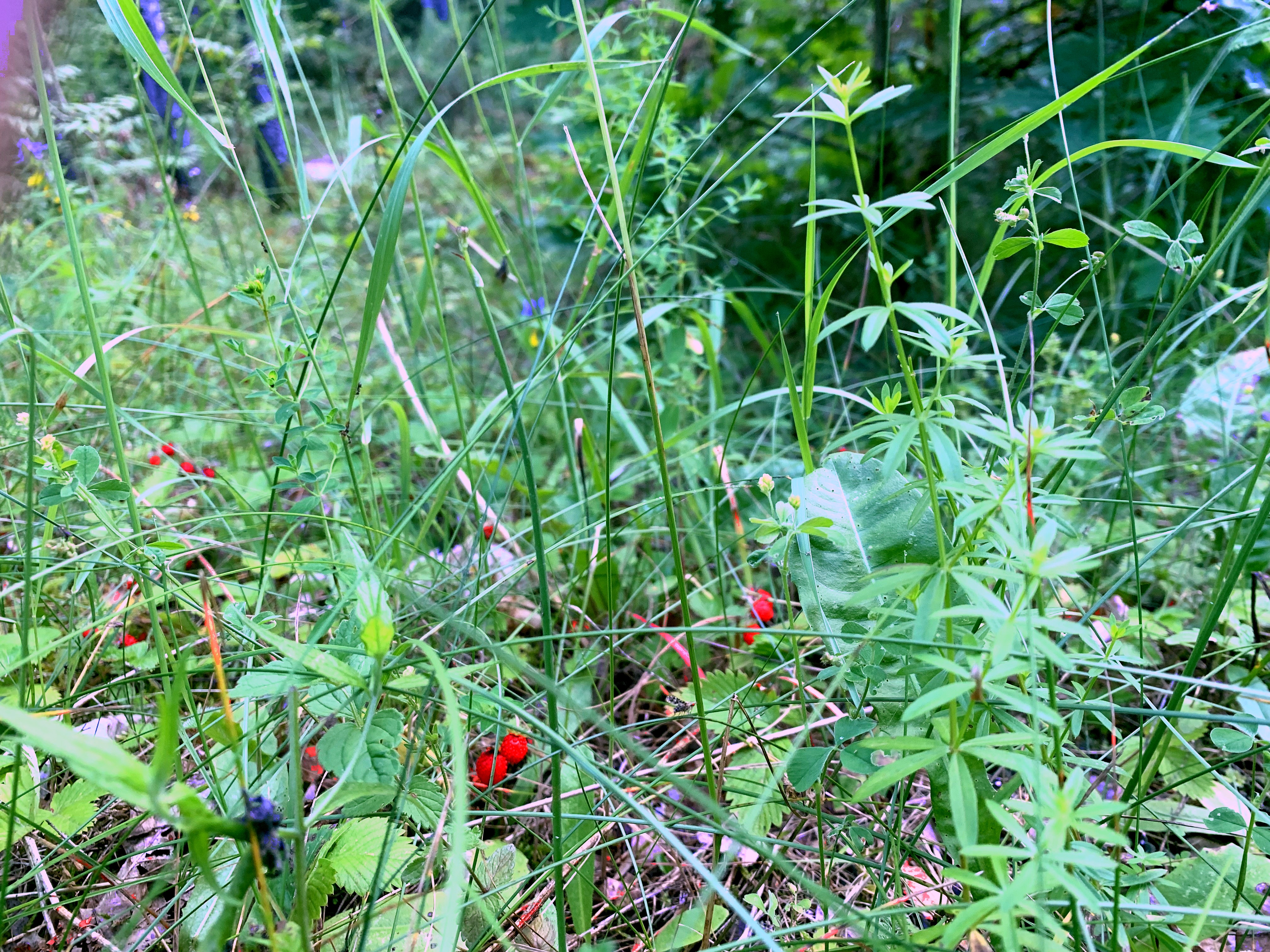 Wild strawberries and blue flower in the grass at Landgoed Harmonie