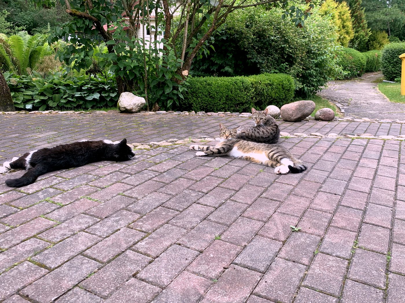 Two cats relaxing on the cobblestone path at Landgoed Harmonie