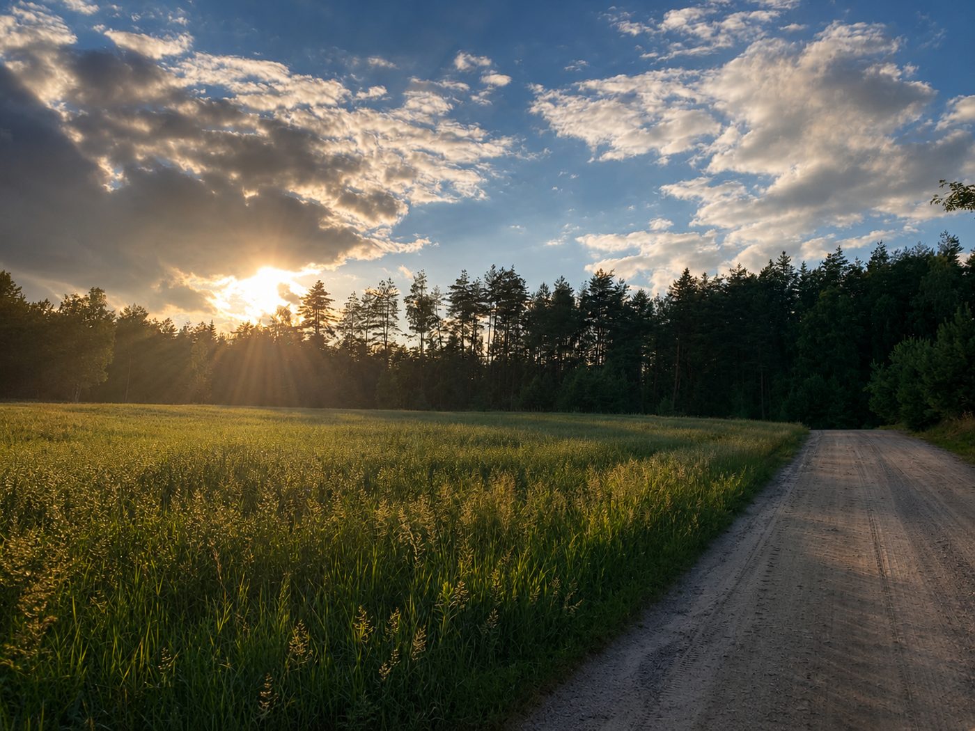 Field at golden hour at Landgoed Harmonie