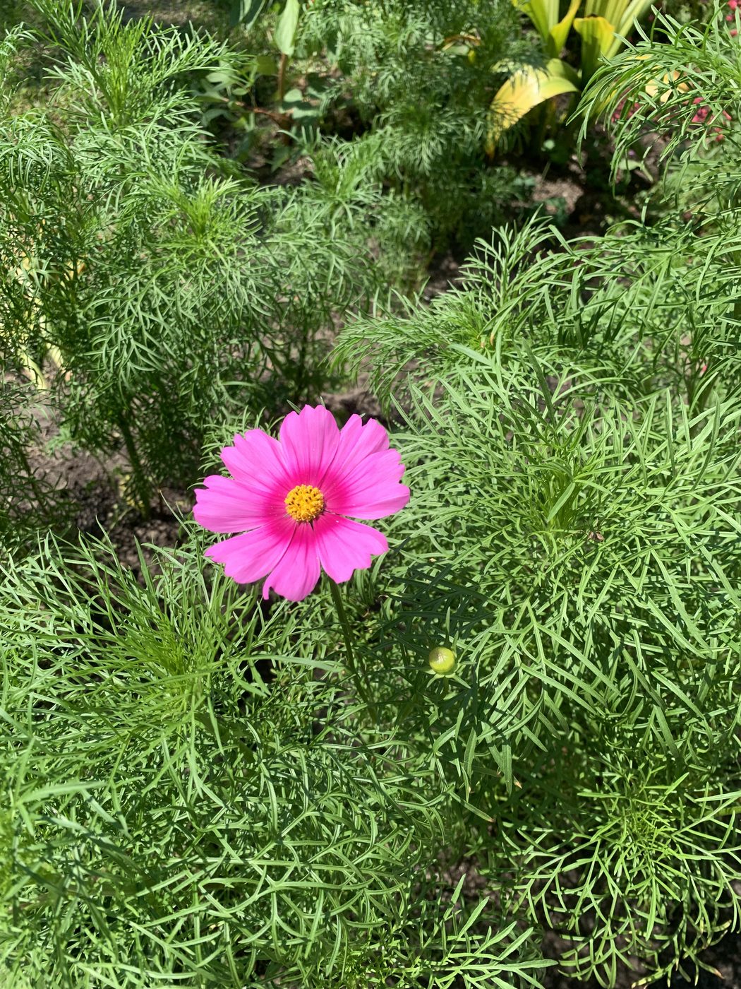 Pink cosmos flower in the garden at Landgoed Harmonie