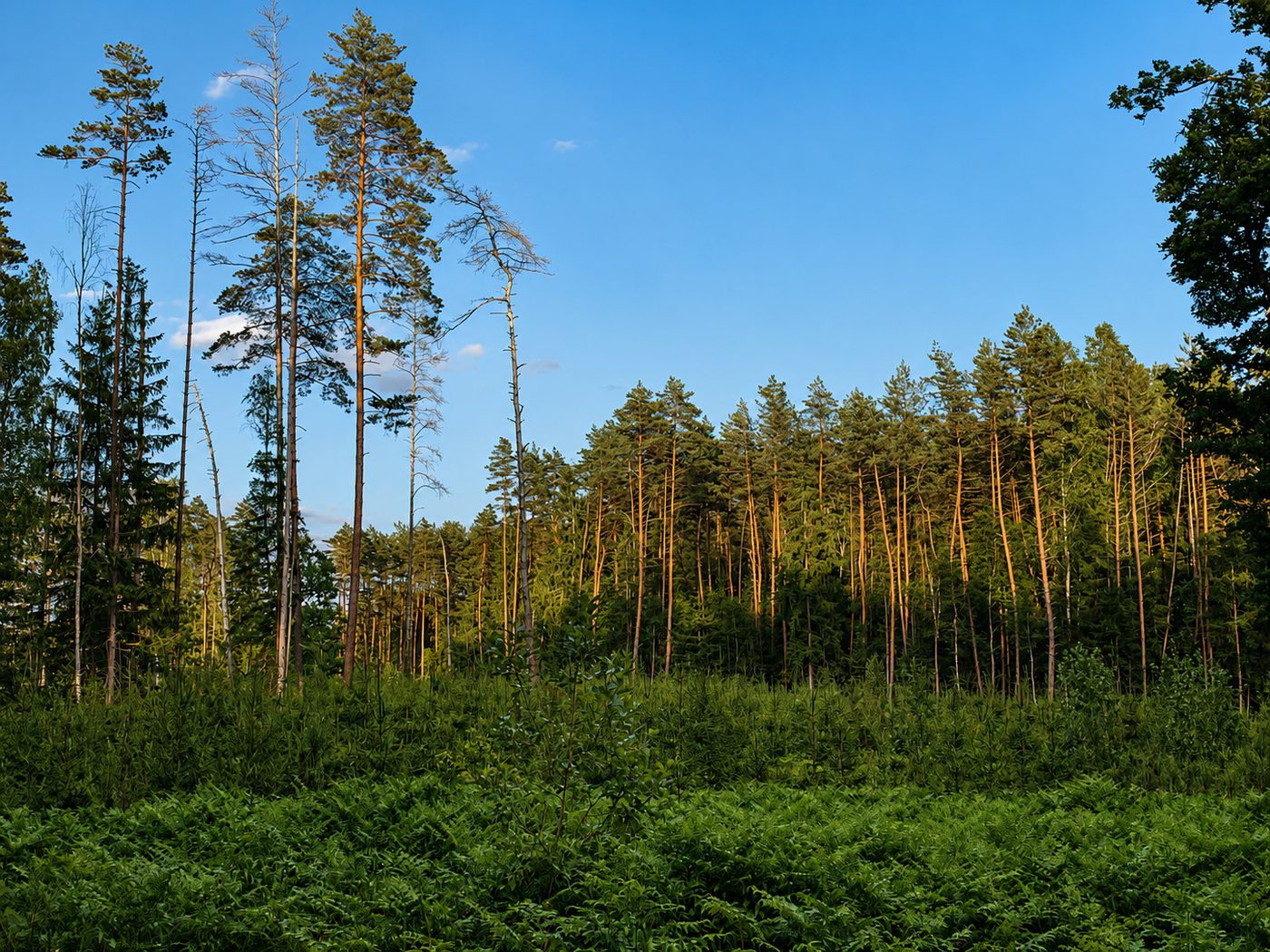 Ancient pine forest at Landgoed Harmonie