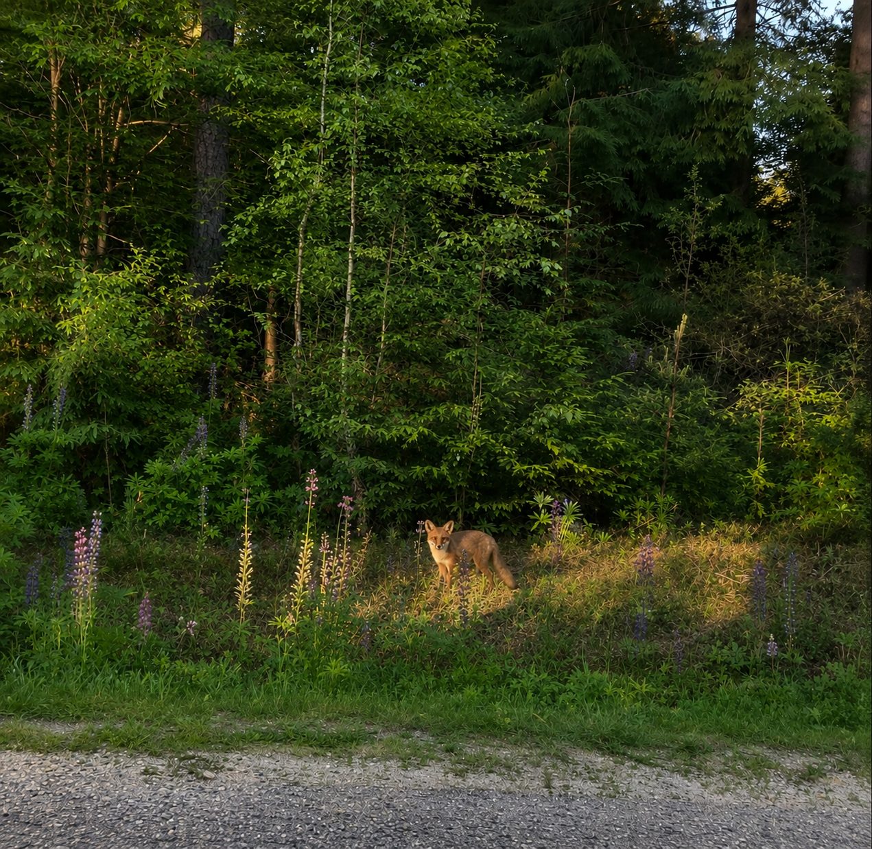 Fox among lupines at golden hour at Landgoed Harmonie
